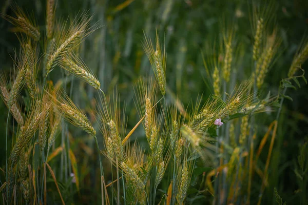 Rozs Termés Érlelés Területen Mezőgazdaság — Stock Fotó