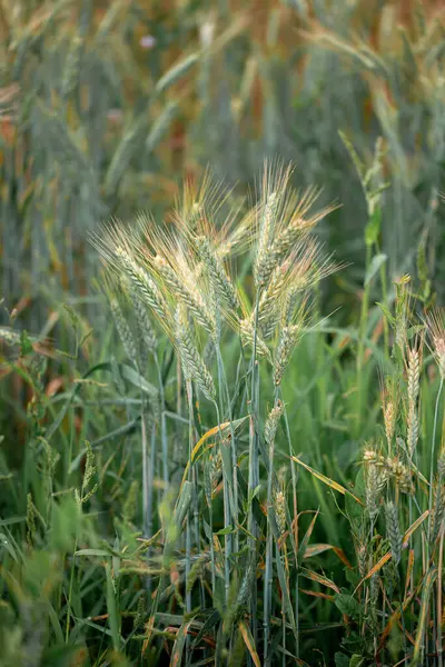 Seigle Mûrissant Champ Agriculture — Photo