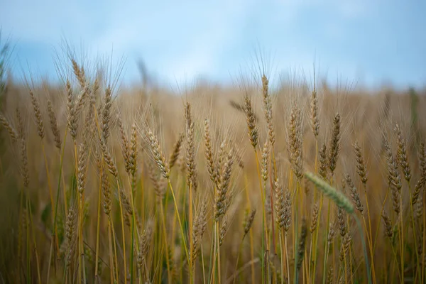 Cultivo Centeno Maduración Campo Agricultura —  Fotos de Stock