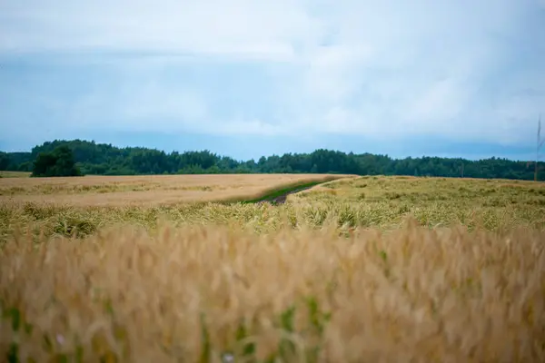 Roggen Reifung Auf Dem Feld Landwirtschaft — Stockfoto