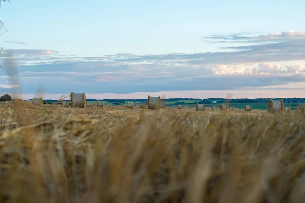 Verdrehte Strohrollen Auf Einem Feld Bei Sonnenuntergang — Stockfoto