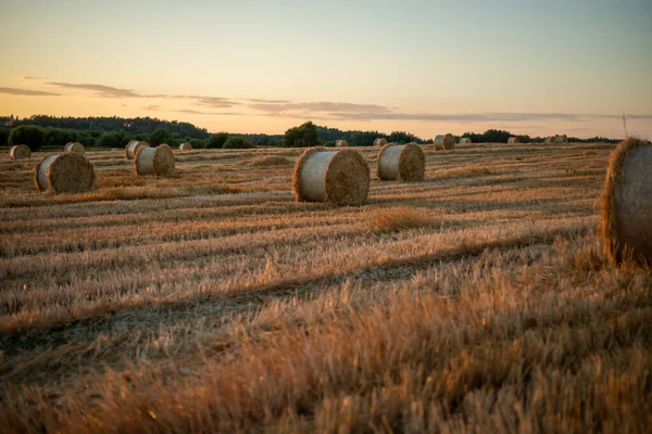 Rouleaux Torsadés Paille Dans Champ Coucher Soleil — Photo