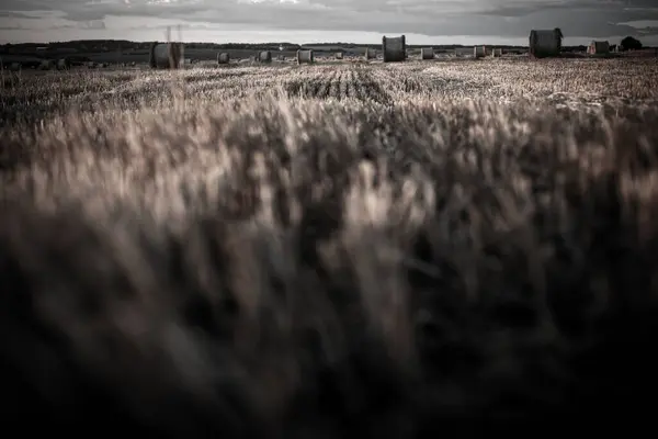 Gedraaid Rollen Stro Een Veld Bij Zonsondergang — Stockfoto