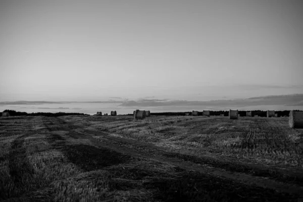 Verdrehte Strohrollen Auf Einem Feld Bei Sonnenuntergang — Stockfoto