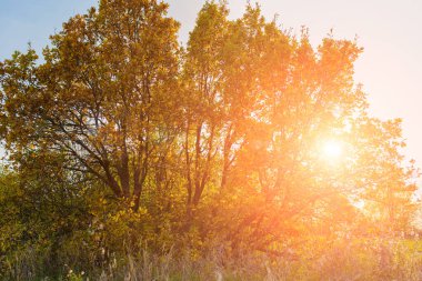 Ağaçlardaki sonbahar yaprakları sarı-turuncu, güneş yaprakların arasından geçiyor.