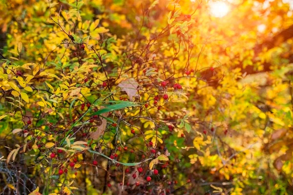 Ağaçlardaki sonbahar yaprakları sarı-turuncu, güneş yaprakların arasından geçiyor.