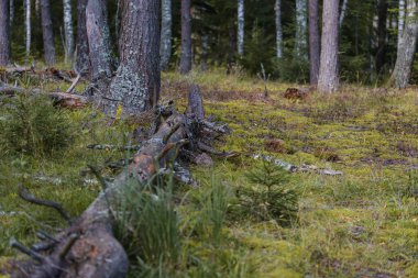 Yazın kozalaklı bir ormanda yerde yosun var.