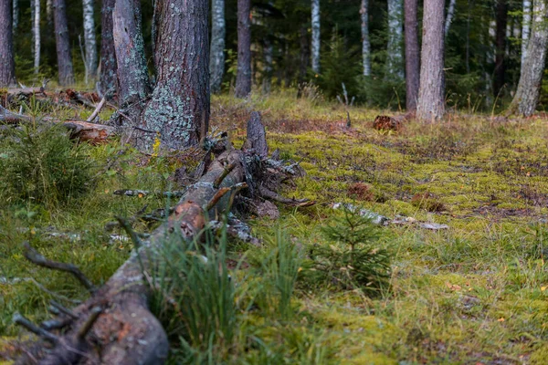 Yazın kozalaklı bir ormanda yerde yosun var.