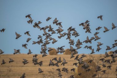 Sonbaharda bir tarlanın üzerinde uçan yabani sığırcık sürüsü.