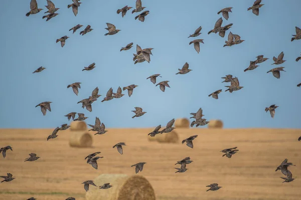 Stol Starlings Sălbatice Care Zboară Peste Câmp Toamnă — Fotografie, imagine de stoc