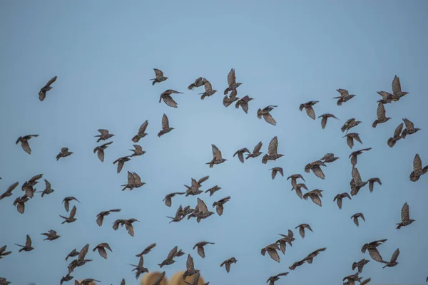 Een Koppel Wilde Spreeuwen Die Herfst Een Veld Vliegen — Stockfoto