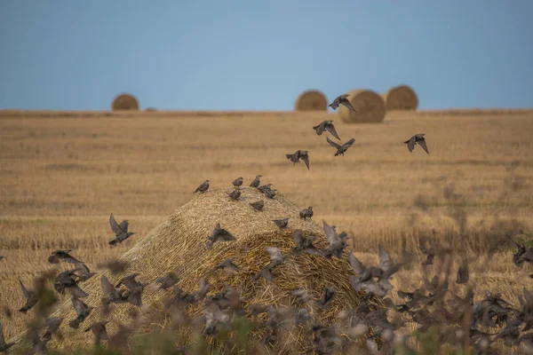 Flock Wild Starlings Flying Field Autumn — Stock Photo, Image