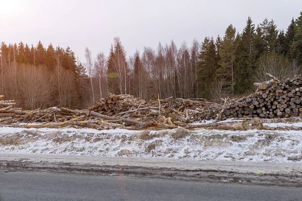 Trädstammar Staplade Skogen Bar Himmel — Stockfoto