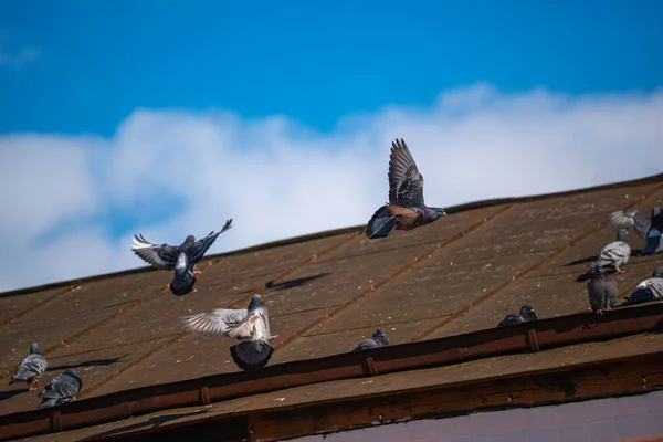 Голуби Крыше Городского Здания Против Голубого Неба Лицензионные Стоковые Фото