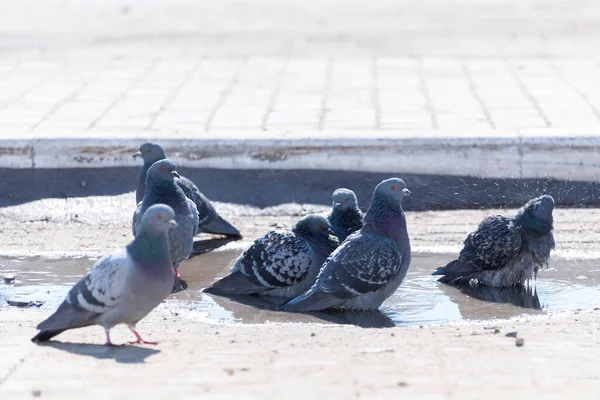 Ein Schwarm Tauben Schwimmt Einer Pfütze Auf Dem Bürgersteig Der — Stockfoto