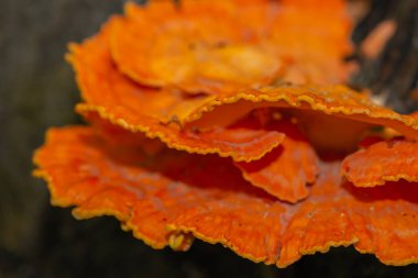 Yağmurlu bir günde ağaç gövdesinde portakal mantarları