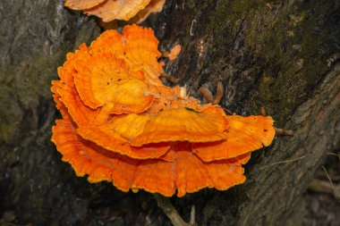 Yağmurlu bir günde ağaç gövdesinde portakal mantarları