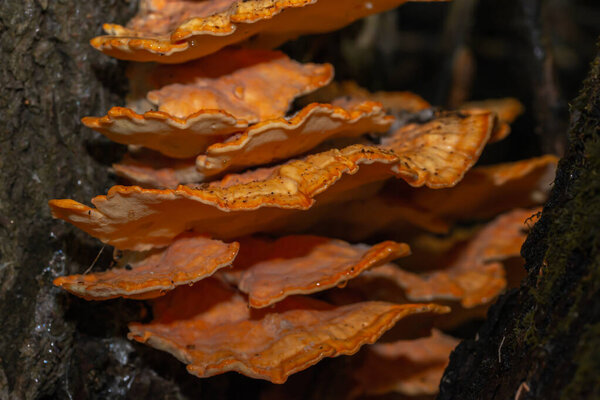 orange mushrooms on a tree trunk on a rainy day