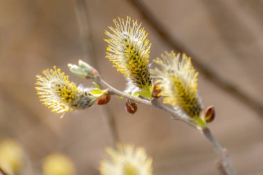 İlkbaharda ormanda söğüt dalı açar.