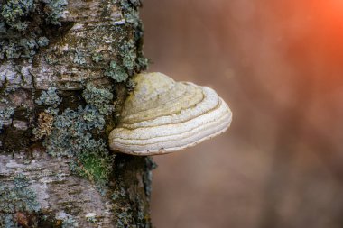 Ormandaki bir ağacın yüzeyindeki mantar.