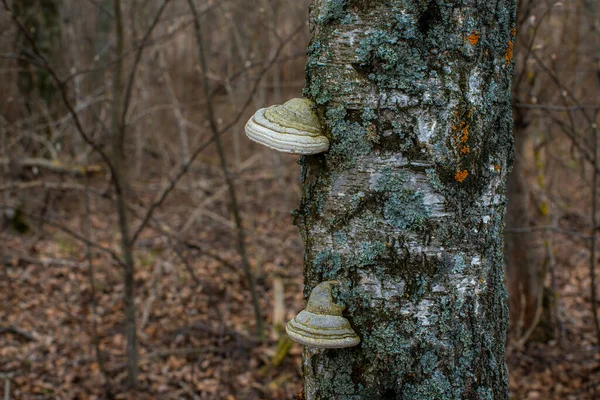 森の中の木の表面にキノコ — ストック写真