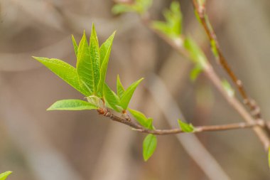 İlkbaharda bir ağaç dalında ilk yeşil yapraklar