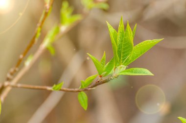 İlkbaharda bir ağaç dalında ilk yeşil yapraklar