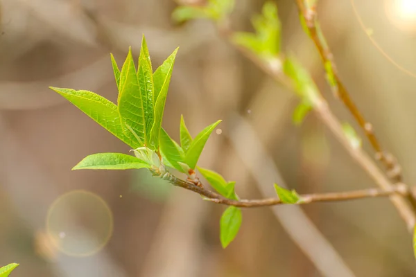 First Green Leaves Tree Branch Spring — Stock Photo, Image