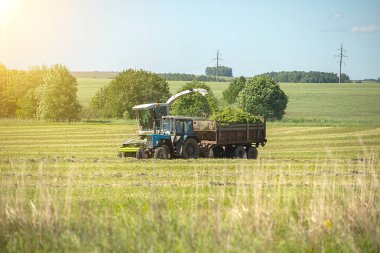 Sığırlara bileşik yem hazırlamak için hasatçıları ve traktörlerle taşımacılığı birleştirmek