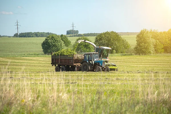 Bereiding Van Mengvoeders Voor Runderen Door Maaidorsers Combineren Het Vervoer — Stockfoto