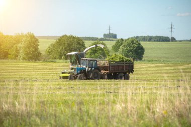 Sığırlara bileşik yem hazırlamak için hasatçıları ve traktörlerle taşımacılığı birleştirmek