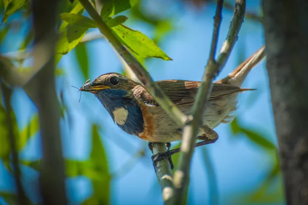 Varakushka Liten Sångfågel Gren Sommardag Mot Den Blå Himlen — Stockfoto