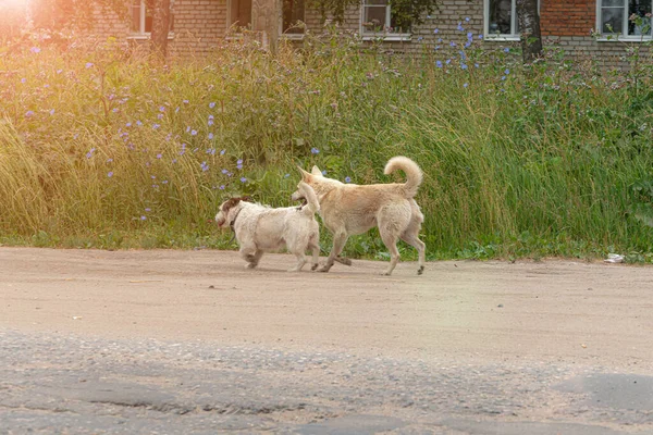 Два Бродячих Красных Пса Улице Ходить Дороге Летом — стоковое фото