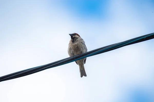 Vrabec Sedí Vysokonapěťovém Drátu Pozadí Modré Oblohy Létě — Stock fotografie