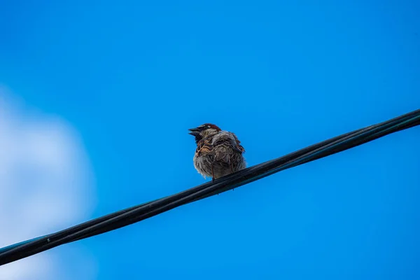 Vrabec Sedí Vysokonapěťovém Drátu Pozadí Modré Oblohy Létě — Stock fotografie