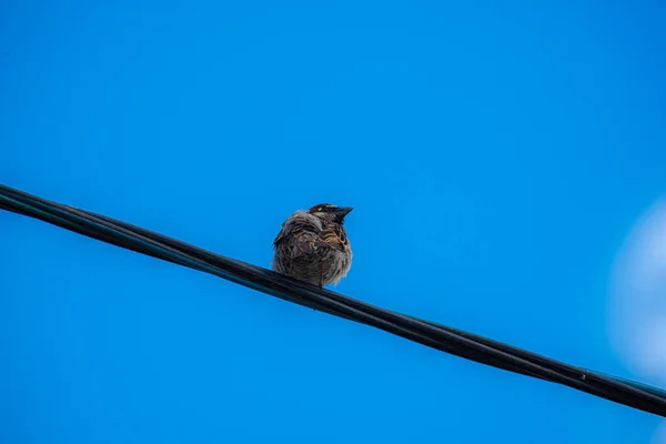 Vrabec Sedí Vysokonapěťovém Drátu Pozadí Modré Oblohy Létě — Stock fotografie