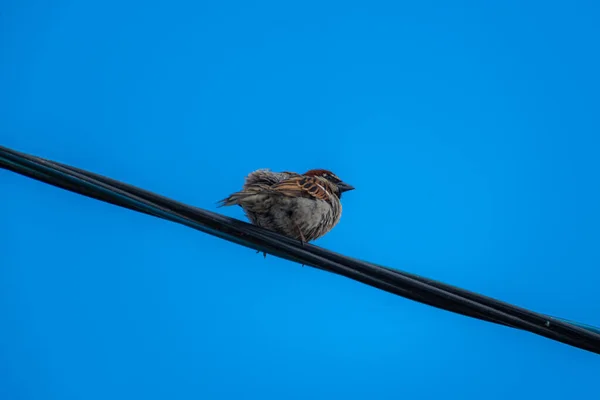 Gorrión Sienta Cable Alto Voltaje Sobre Fondo Cielo Azul Verano —  Fotos de Stock