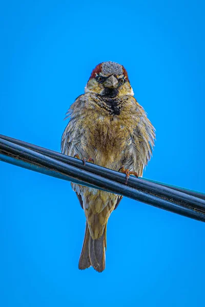 Sparrow Sits High Voltage Wire Background Blue Sky Summer — Stock Photo, Image