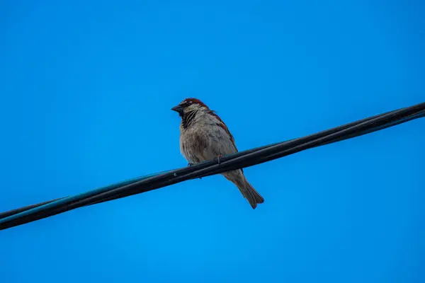 Sparrow Sits High Voltage Wire Background Blue Sky Summer — Stock Photo, Image