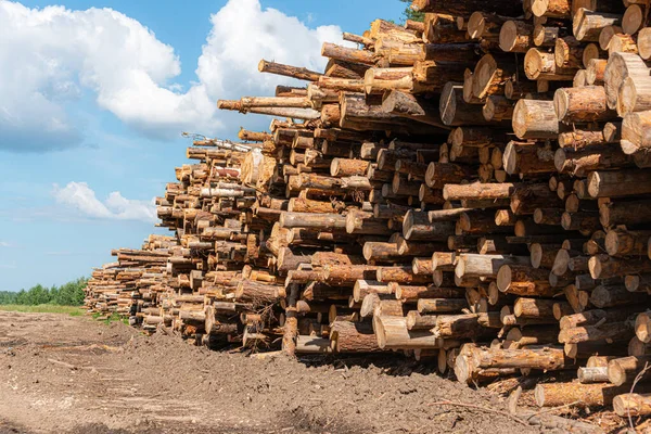 Birch Firewood Stacked Stacks — Stock Photo, Image