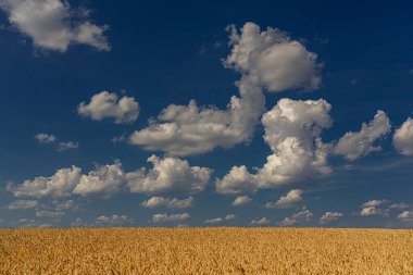Kümülüs bulutlarıyla yaz manzarası ve olgun buğday hasat mevsiminin sarı tarlası