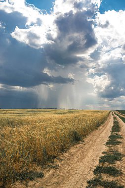 Kümülüs bulutlarıyla yaz manzarası ve olgun buğday hasat mevsiminin sarı tarlası