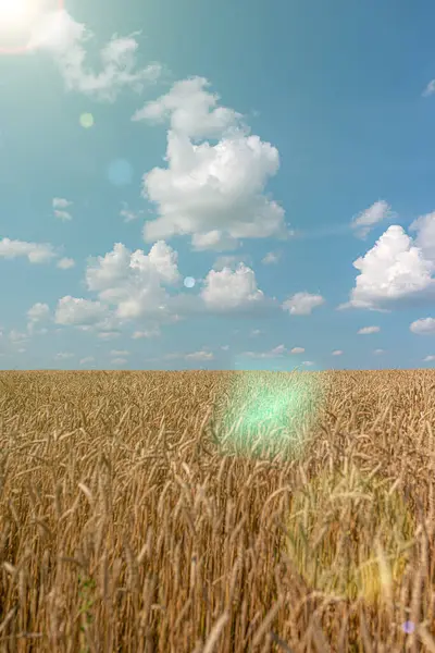 Sommerlandschaft Mit Kumuluswolken Und Einem Gelben Feld Reifer Weizenernte — Stockfoto
