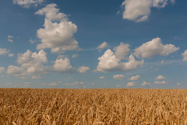 Paisaje Verano Con Nubes Cúmulos Campo Amarillo Temporada Cosecha Trigo — Foto de Stock