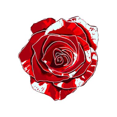 Gül çiçeği. Vektör. Beyaz bir arka planda izole edilmiş çiçek elementi. Muhteşem kırmızı-beyaz gül. Değişik renkler. Tasarım, dekorasyon vs. için kullan.
