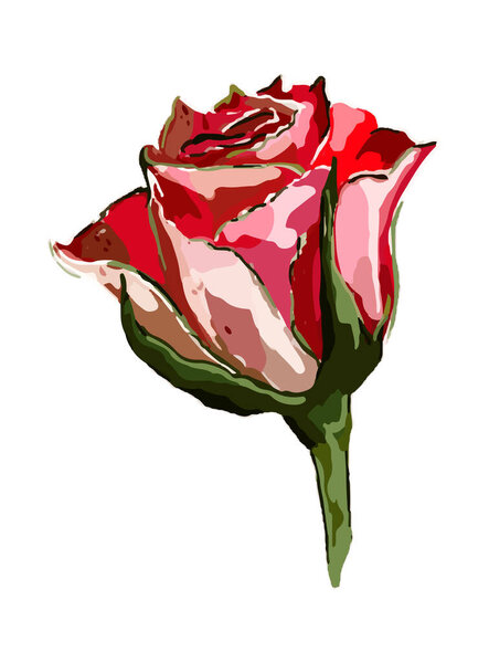 Rose bud on a white background. Red, pink and white color. Draw by hand. Watercolor. Vector illustration. Use for design, decoration, etc.