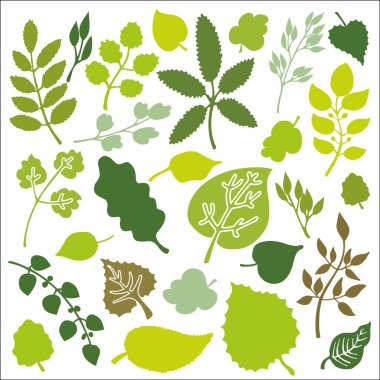 Bahar yeşil dallar ve yapraklar