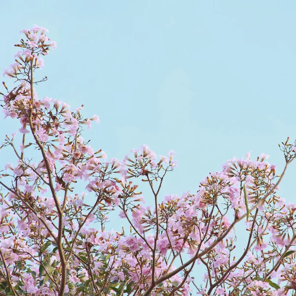 Pembe Tabebuia karşı mavi gökyüzü çiçek açan ağaç. - Stok İmaj