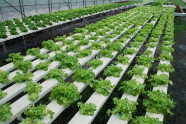 Suda sebzeler: toprak olmadan sebze dikim. Gr