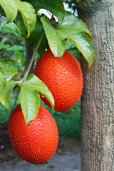 Gac frutas (Momordica cochinensis) é cultivado em todo S — Fotografia de Stock